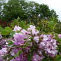 Robinia hispida fleur P10
